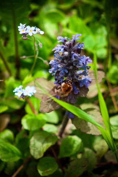 Ajuga reptans — Fotografia de Stock