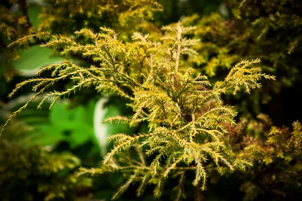 Chamaecyparis pisifera aurea — Fotografia de Stock