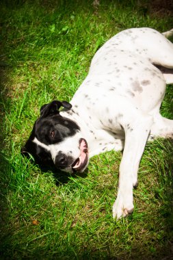 Bandog