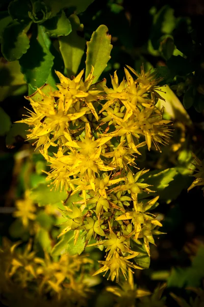 Goldmoss Stonecrop (Sedum acre) flor — Fotografia de Stock