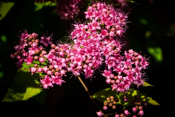 Pink flowers of Spiraea Japonica — Stock Photo, Image