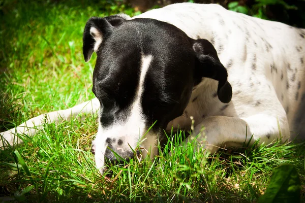 Bandog — Stock Photo, Image