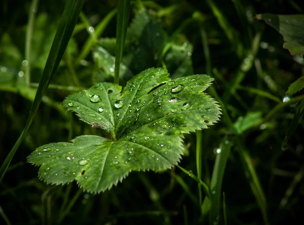 "lady's mantel "plant met water druppels — Stockfoto
