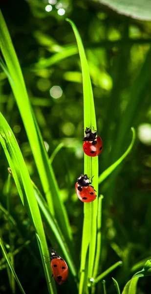 Marienkäfer auf einem Laken — Stockfoto