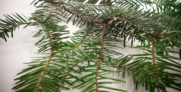 Abeto de Navidad — Foto de Stock