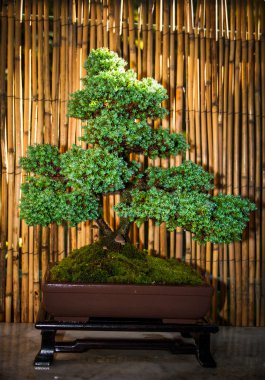 bonsai ağacı bir kase