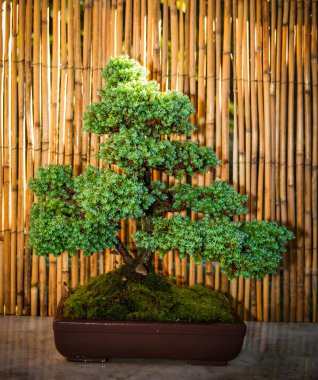 bonsai ağacı bir kase
