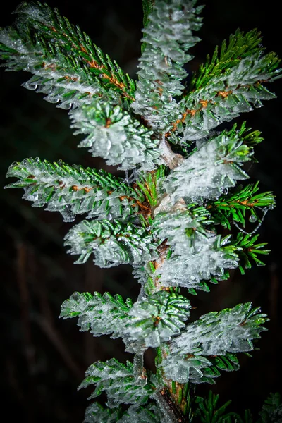 Picea omorika — Stock Photo, Image