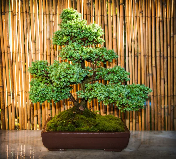 Bonsai árvore em uma tigela — Fotografia de Stock