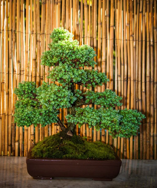 Árbol de Bonsai en un tazón —  Fotos de Stock