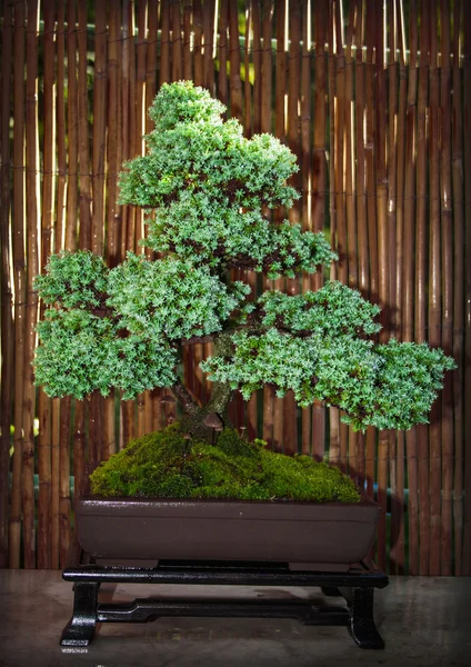 Bonsai fa egy tál — Stock Fotó