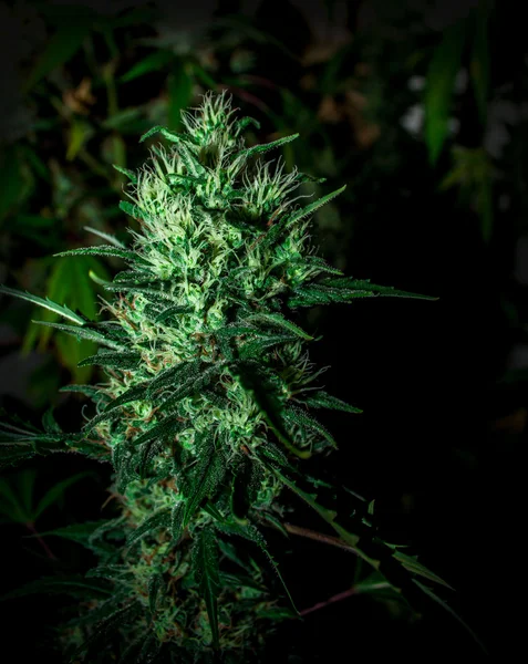 Stora cannabis marijuana växt detalj — Stockfoto