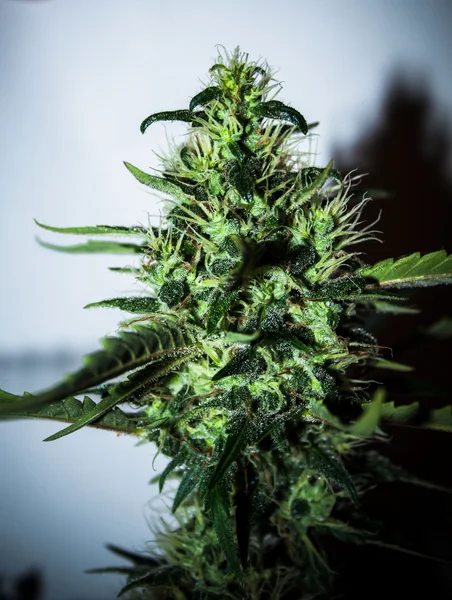 大大麻大麻植物详细 — 图库照片