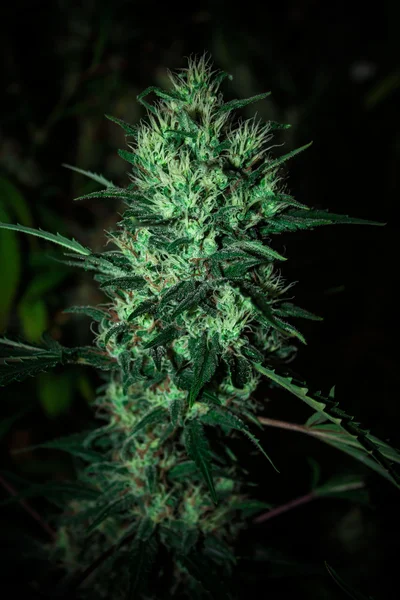 Велика деталь рослини марихуани з конопель — стокове фото