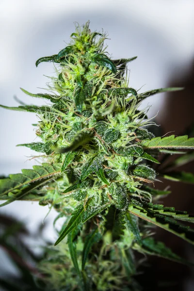 Gran detalle planta marihuana cannabis — Foto de Stock