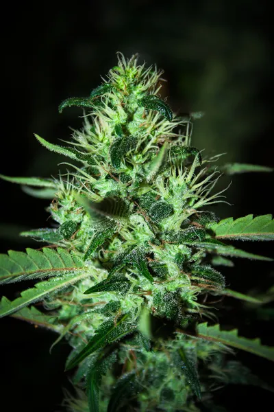 Detail der großen Cannabis-Pflanze — Stockfoto