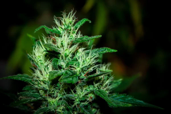 Stora cannabis marijuana växt detalj — Stock fotografie