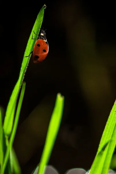 Ladybug on a sheet — Stock Photo, Image