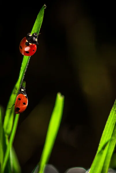 Ladybug на листе — стоковое фото