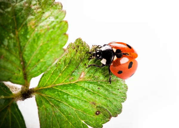 Ladybird on green leaf isolated on a white background — Stock Photo, Image