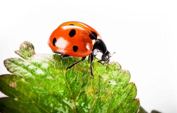 Ladybird on green leaf isolated on a white background — Stock Photo, Image