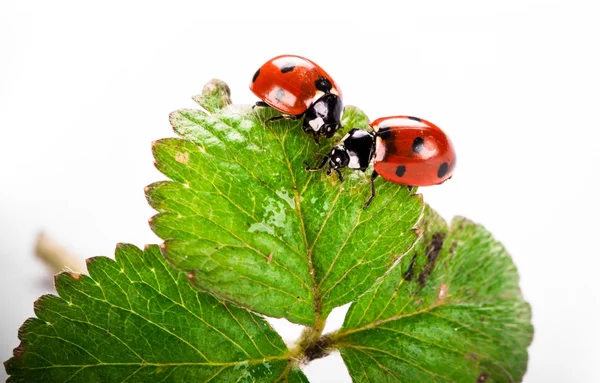 Ladybird pada daun hijau terisolasi pada latar belakang putih — Stok Foto