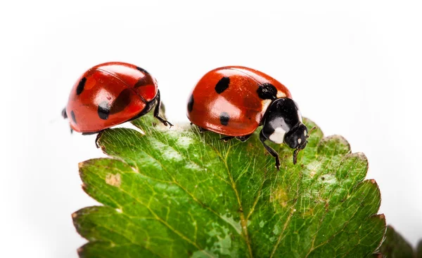 Marienkäfer auf grünem Blatt isoliert auf weißem Hintergrund — Stockfoto