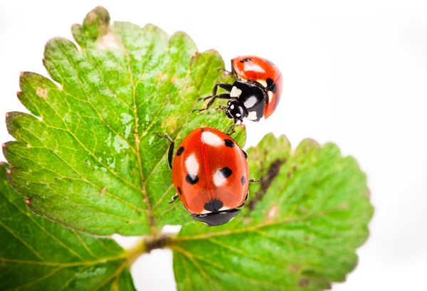 Ladybird pada daun hijau terisolasi pada latar belakang putih — Stok Foto