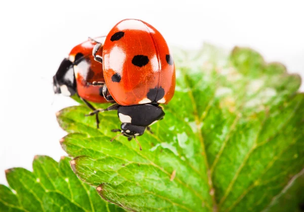 Marienkäfer auf grünem Blatt isoliert auf weißem Hintergrund — Stockfoto