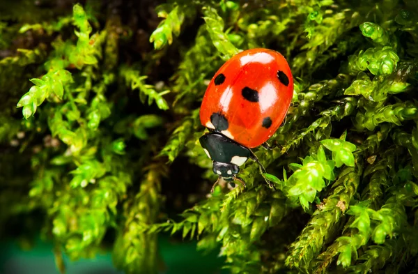 Ladybug on moss — Stock Photo, Image