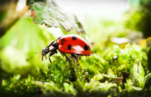 uğur böceği üzerinde yosun