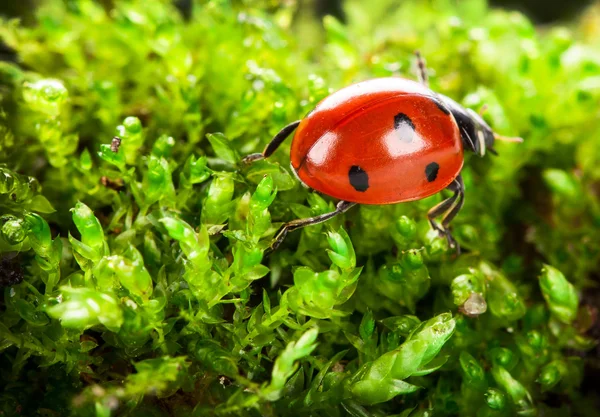 Marienkäfer auf Moos — Stockfoto