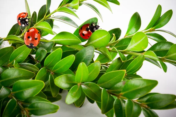 Marienkäfer auf einem Buxus — Stockfoto