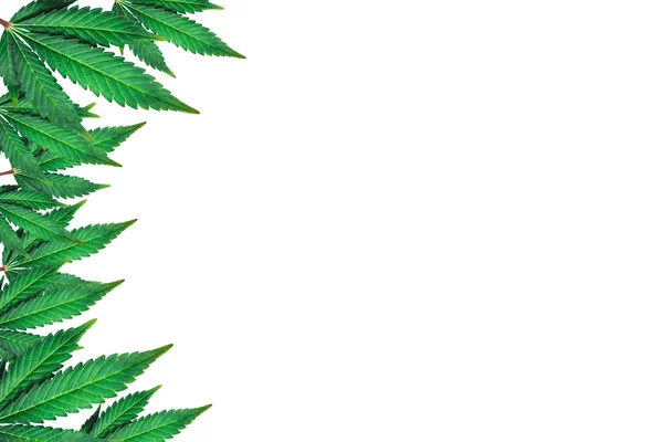 Beyaz arka planda marihuana yaprakları