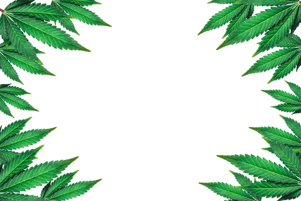 Beyaz arka planda marihuana yaprakları