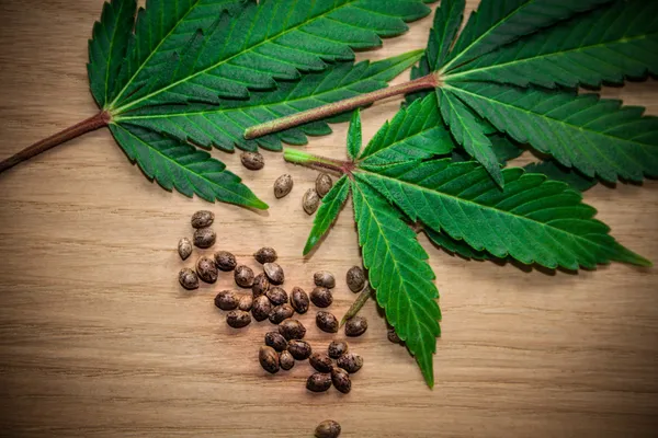 Marijuana bladen på träbord — Stockfoto