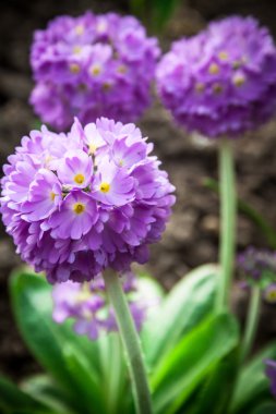 çiçek çuha çiçeği