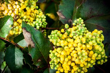 Mahonia aquifolia