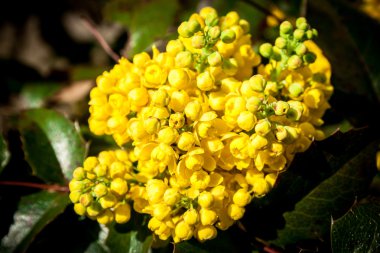 Mahonia aquifolia