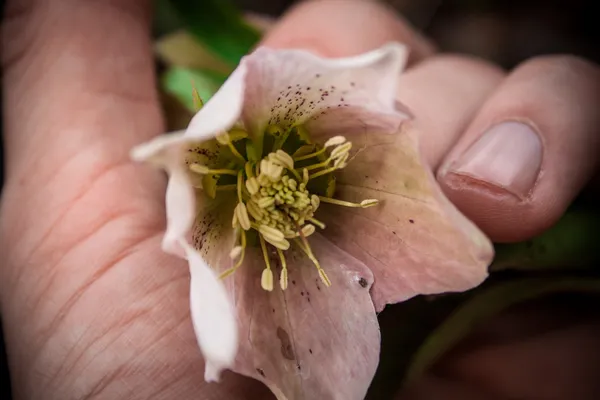 Flower — Stock Photo, Image