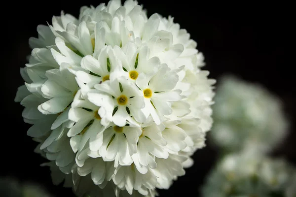 Květina primula — Stock fotografie