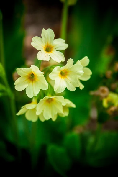 プリムラの花 — ストック写真