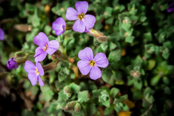 Flower — Stock Photo, Image