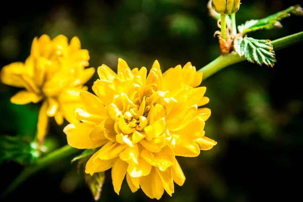 Keria japonica — Stok fotoğraf