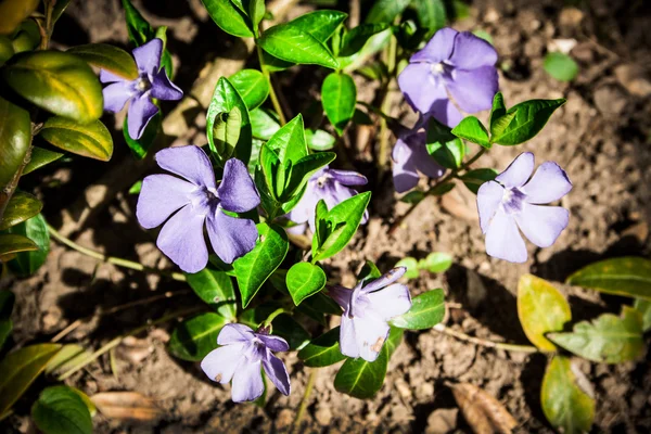 Vinca minderjarig — Stockfoto