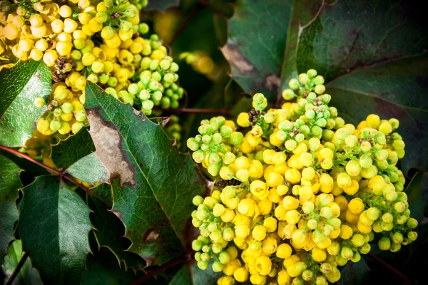 Mahonia aquifolia — Stock Photo, Image