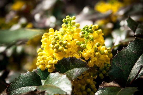 Mahonia aquifolia — Foto Stock