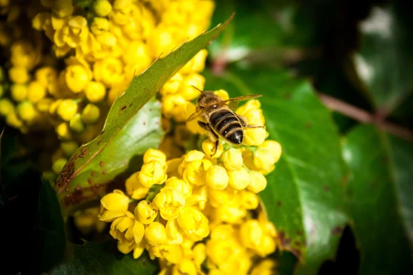 Mahonia aquifolia — Fotografie, imagine de stoc