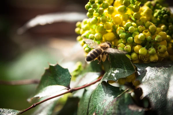 Mahonia aquifolia — Stockfoto