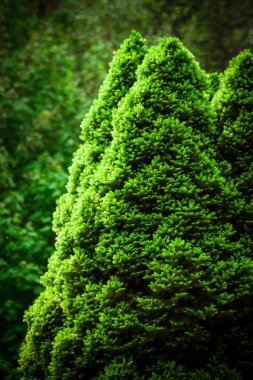 Picea abies Glauca